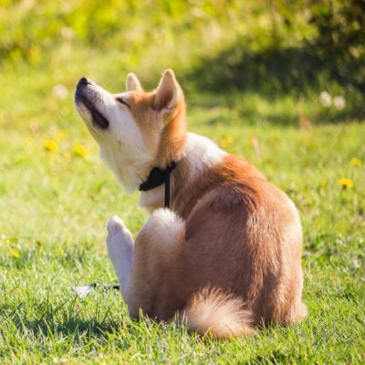 Common Triggers of Dog Skin Allergies and How to Avoid Them